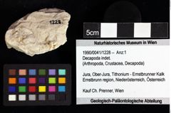 Foto (Objket + Etiketten) von Decapoda indet. 